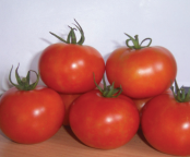 Tomato Hybrid Seeds